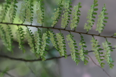 Phyllanthus polyphyllus